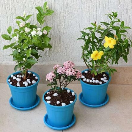 Set of 3 Outdoor Flowering Plants